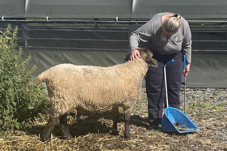 Lauren, a volunteer from Ceredigion Work Support, with a rescue sheep. Photo: Second Chances Animal Sanctuary
