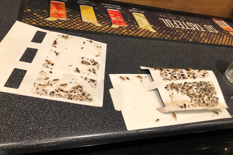 Cochroaches found in the bar area