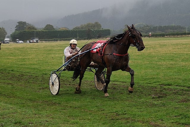 Final race of harness racing season in support of Parkinson's UK