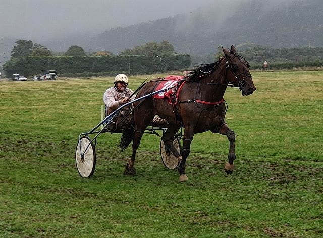 Final race of harness racing season in support of Parkinson's UK