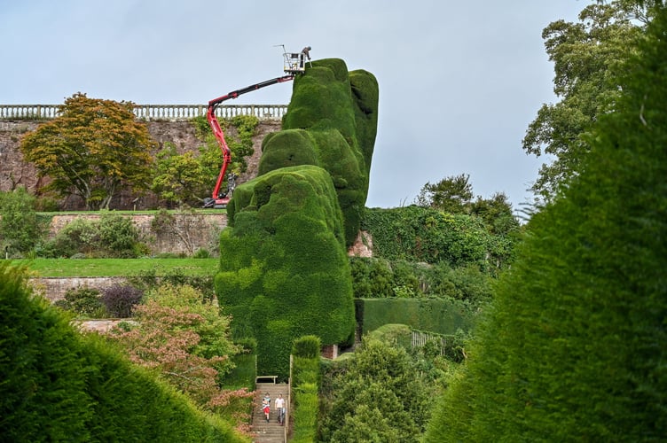 Dan Bull, gardener, at Powis Castle trimming the Yew Topiary.  // Workers have started the 'world's toughest gardening job' by using a cherry picker to painstakingly trim the 300-year-old hedges at a historic castle.  Brave gardener Dan Bull will spend the next two months undertaking the mammoth task at Powis Castle in Welshpool, mid Wales.  Dan uses a hydraulic cherry-picker with a pair of electric shears to prune the gigantic 55ft (16m) yew hedge at the National Trust venue. It will take around eight weeks for the gardener to clip all the topiary âtumpsâ back into their familiar cloud-like shape and keep them in pristine condition.  Originally planted in the 18th century, the 15,000sq m of formal hedging is considered one of the greatest examples of Baroque garden design in Britain. 