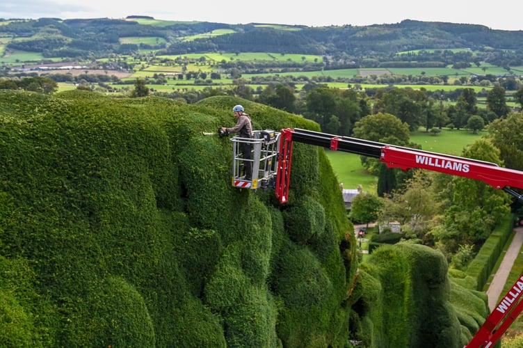Dan Bull, gardener, at Powis Castle trimming the Yew Topiary.  // Workers have started the 'world's toughest gardening job' by using a cherry picker to painstakingly trim the 300-year-old hedges at a historic castle.  Brave gardener Dan Bull will spend the next two months undertaking the mammoth task at Powis Castle in Welshpool, mid Wales.  Dan uses a hydraulic cherry-picker with a pair of electric shears to prune the gigantic 55ft (16m) yew hedge at the National Trust venue. It will take around eight weeks for the gardener to clip all the topiary âtumpsâ back into their familiar cloud-like shape and keep them in pristine condition.  Originally planted in the 18th century, the 15,000sq m of formal hedging is considered one of the greatest examples of Baroque garden design in Britain. 