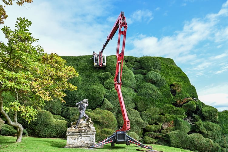 Dan Bull, gardener, at Powis Castle trimming the Yew Topiary. // Workers have started the 'world's toughest gardening job' by using a cherry picker to painstakingly trim the 300-year-old hedges at a historic castle. Brave gardener Dan Bull will spend the next two months undertaking the mammoth task at Powis Castle in Welshpool, mid Wales. Dan uses a hydraulic cherry-picker with a pair of electric shears to prune the gigantic 55ft (16m) yew hedge at the National Trust venue. It will take around eight weeks for the gardener to clip all the topiary âtumpsâ back into their familiar cloud-like shape and keep them in pristine condition. Originally planted in the 18th century, the 15,000sq m of formal hedging is considered one of the greatest examples of Baroque garden design in Britain.