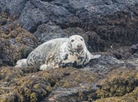 Porpoise numbers off Bardsey plummet