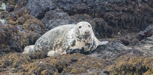 Porpoise numbers off Bardsey plummet