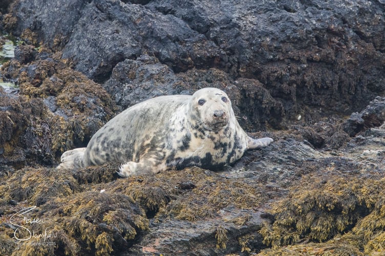 Grey Seal, Bardsey, 23 July 2025. Photo: Steven Stansfield 