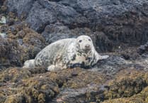 Porpoise decline threatens Bardsey's ecosystem