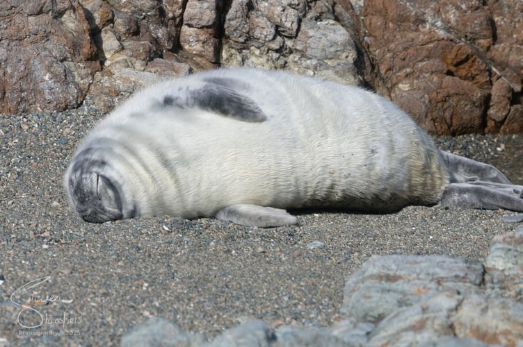 Grey Seal Pup, Bardsey 13 September 2025. Photo: Steven Stansfield