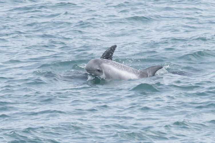 Risso's dolphin. Photo: Steven Stansfield 