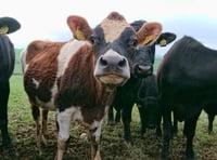 Farmers urged to be vigilant as Bluetongue cases rise