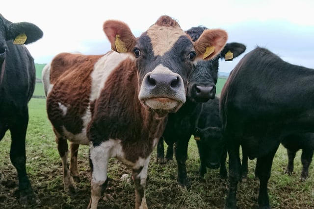 Farmers urged to be vigilant as Bluetongue cases rise