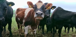 Farmers urged to be vigilant as Bluetongue cases rise
