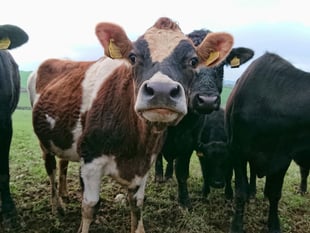 Farmers urged to be vigilant as Bluetongue cases rise