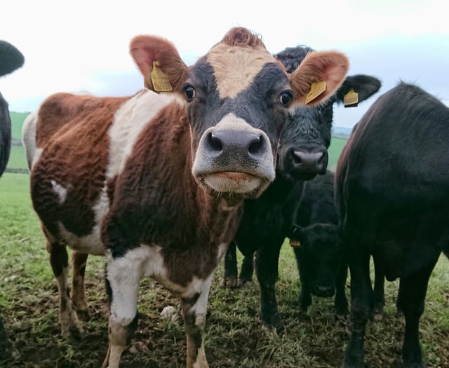 Farmers urged to be vigilant as Bluetongue cases rise