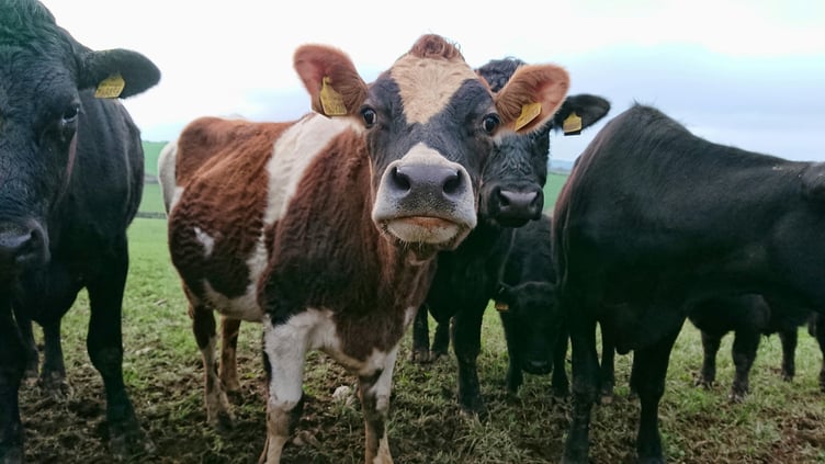 Bluetongue virus has reached Wales for the first time this year, with farmers advised to follow biosecurity measures