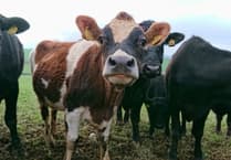 Farmers urged to be vigilant as Bluetongue cases rise