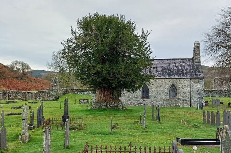 Yew tree