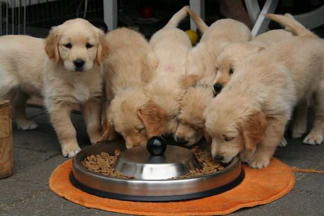 Calls to introduce compulsory rating scores for dog breeders