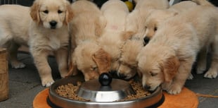 Calls to introduce compulsory rating scores for dog breeders