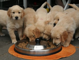 Calls to introduce compulsory rating scores for dog breeders