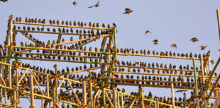 Are Aberystwyth’s famous starlings causing trouble at the Old College?