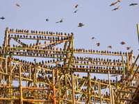 Are Aberystwyth’s famous starlings causing trouble at the Old College?