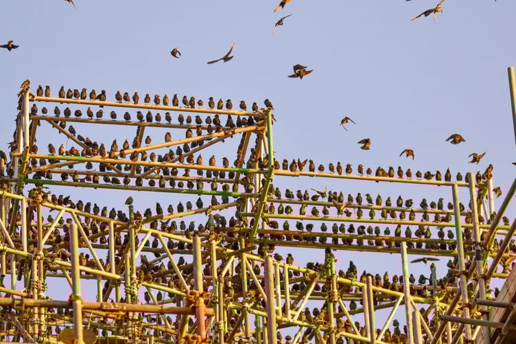 Aberystwyth's starlings returned this week, this time using the university's Old College scaffolding as a perch. Photo: Clare Cottage