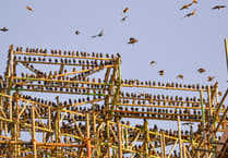 Are Aberystwyth’s famous starlings causing trouble at the Old College development?