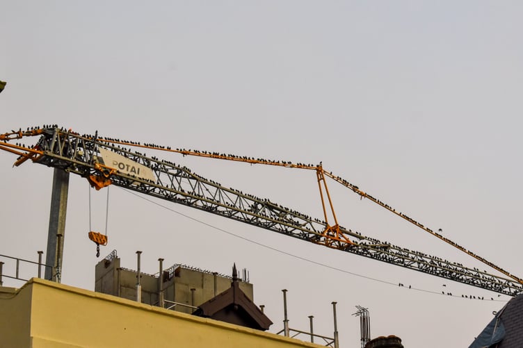 The birds also took a rest on the crane above the Old College development. Photo: Clare Cottage