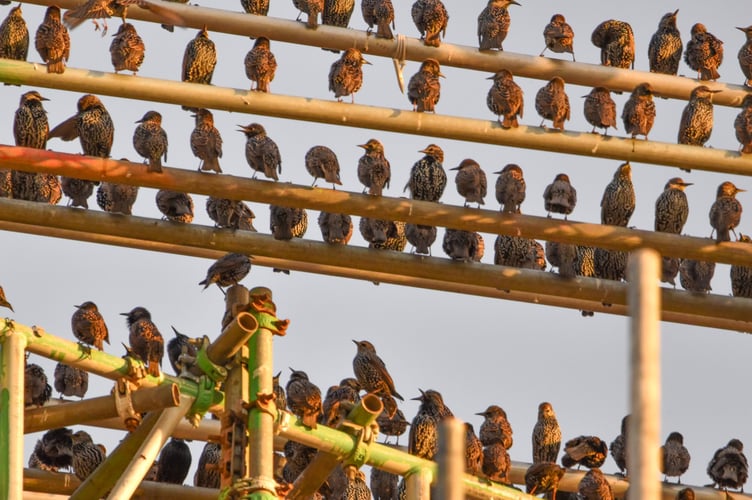 The birds enjoying the sunset on the Old College scaffolding. Photo: Clare Cottage