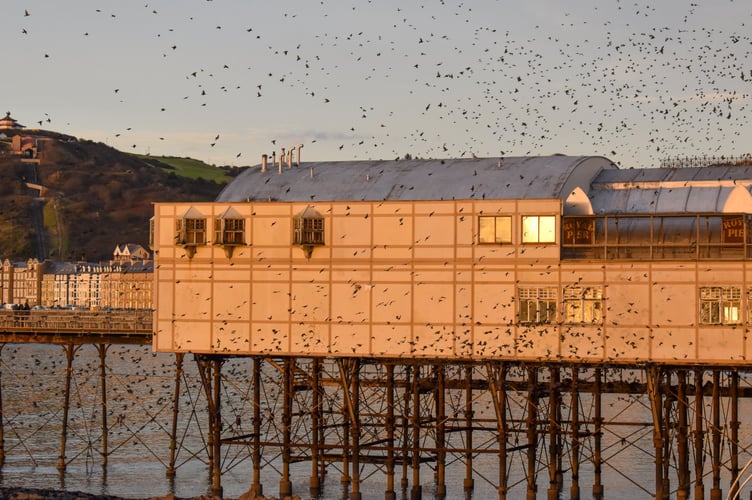 The University reported that the birds were not roosting on the scaffolding overnight and were still using the metal structures underneath the Aberystwyth pier. Photo: Clare Cottage