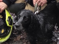 Spaniel falls 10 metres down Devil's Bridge ledge