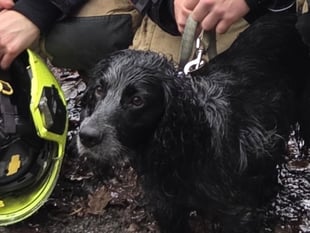 Spaniel falls 10 metres down Devil's Bridge ledge