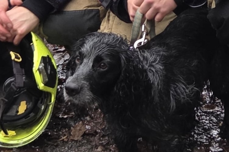 The unsuspecting spaniel fell 10 metres down a steep bank last week. Photo: Mid & West Wales Fire & Rescue Service