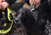 Spaniel falls 10 metres down Devil's Bridge ledge
