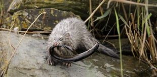 Cardigan photographer captures rare footage of mink eating an eel