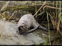 Cardigan photographer captures rare footage of mink eating an eel