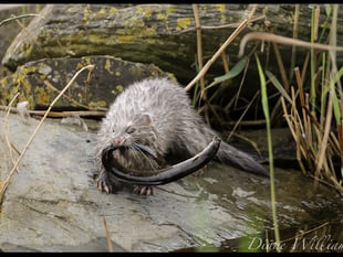 Cardigan photographer captures rare footage of mink eating an eel
