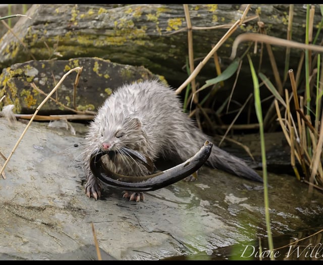 Cardigan photographer captures rare footage of mink eating an eel