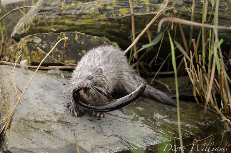 Diane Williams captured this incredible footage of a mink eating an eel on the Teifi marshes.