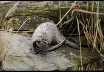 Cardigan photographer captures rare footage of a mink with an eel in its jaws