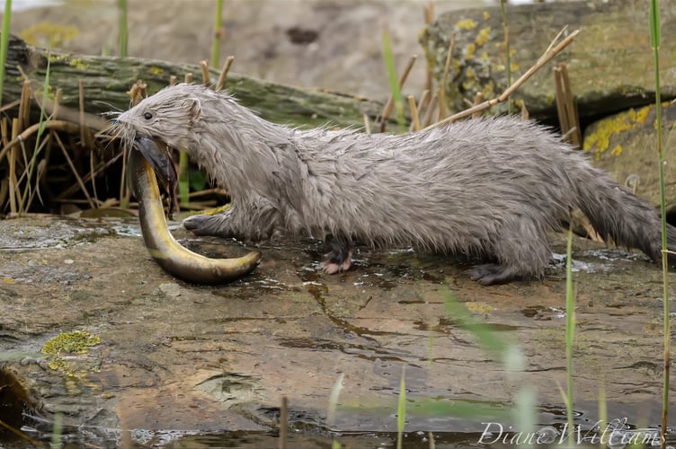 A mink trotting off to eat its dinner