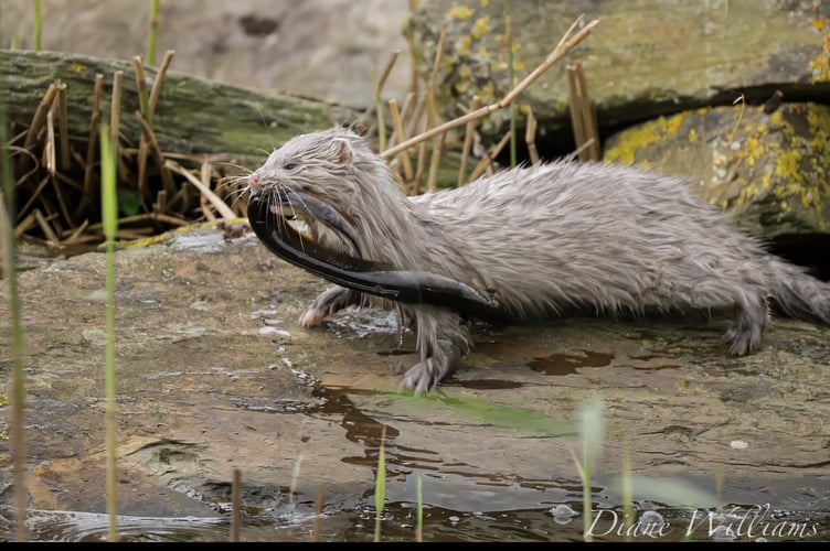 A mink spotted with a pink nose and light brown fur