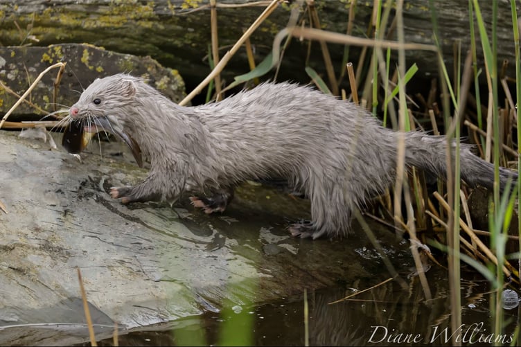 Minks are invasive to the UK