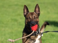 Calendar will fund retired North Wales police dogs