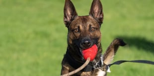 Calendar will fund retired North Wales police dogs