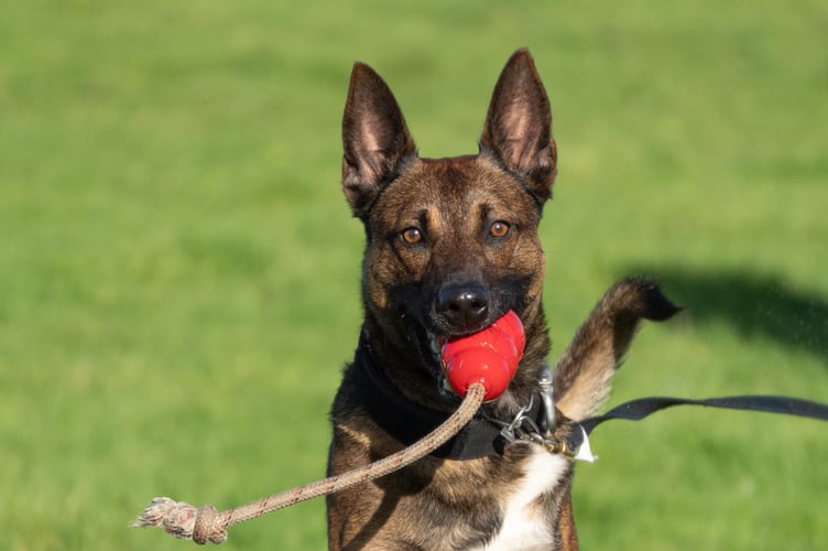 The Paws Off Duty calendar will raise money to look after retired police dogs. Photo: North Wales Police