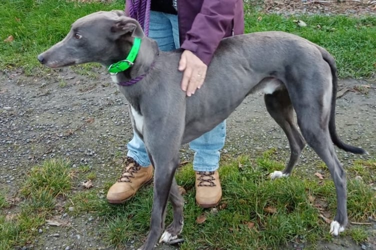 Bluey needs your help