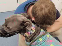Rescue seeks help for sick greyhound