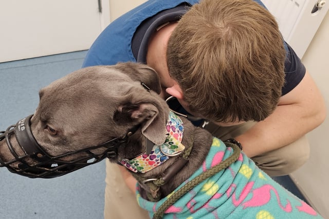 Rescue seeks help for sick greyhound